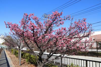 大横川に咲く早咲きの桜