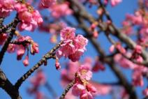 濃いピンク色に染まった早咲きの桜の花びら
