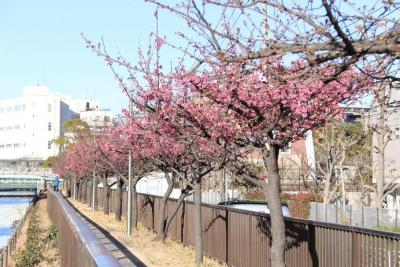 豊木橋から見た早咲きの桜