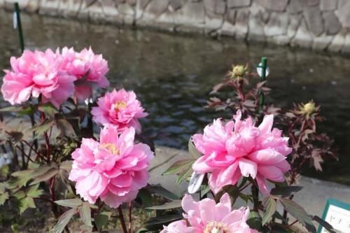 古石場川親水公園のボタンが咲き始めています-4