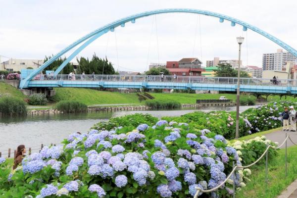 旧中川水辺公園のアジサイが見頃を迎えます