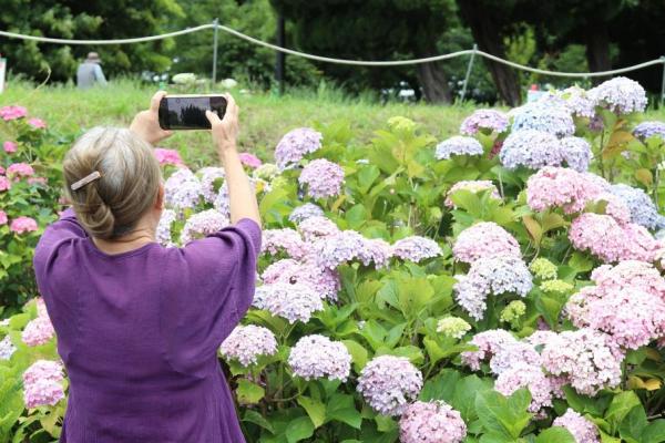 アジサイの写真を撮っている様子
