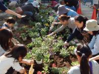 花壇植え替えの様子