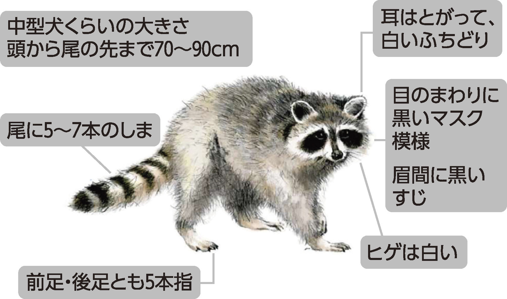 アライグマイラスト