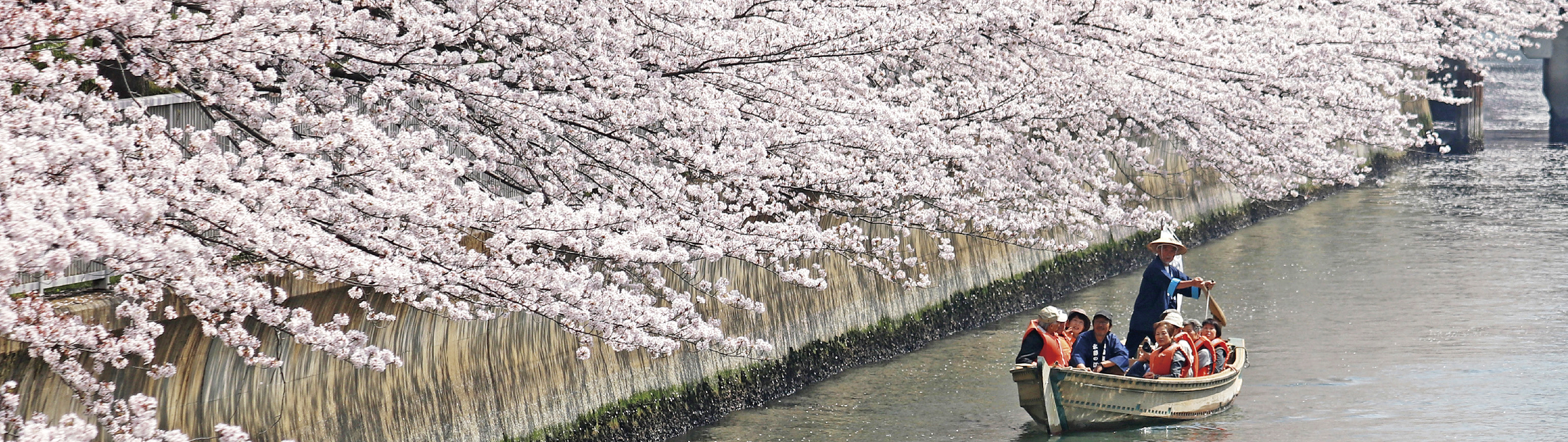 区報令和5年2月21日号8面_お江戸深川さくらまつり