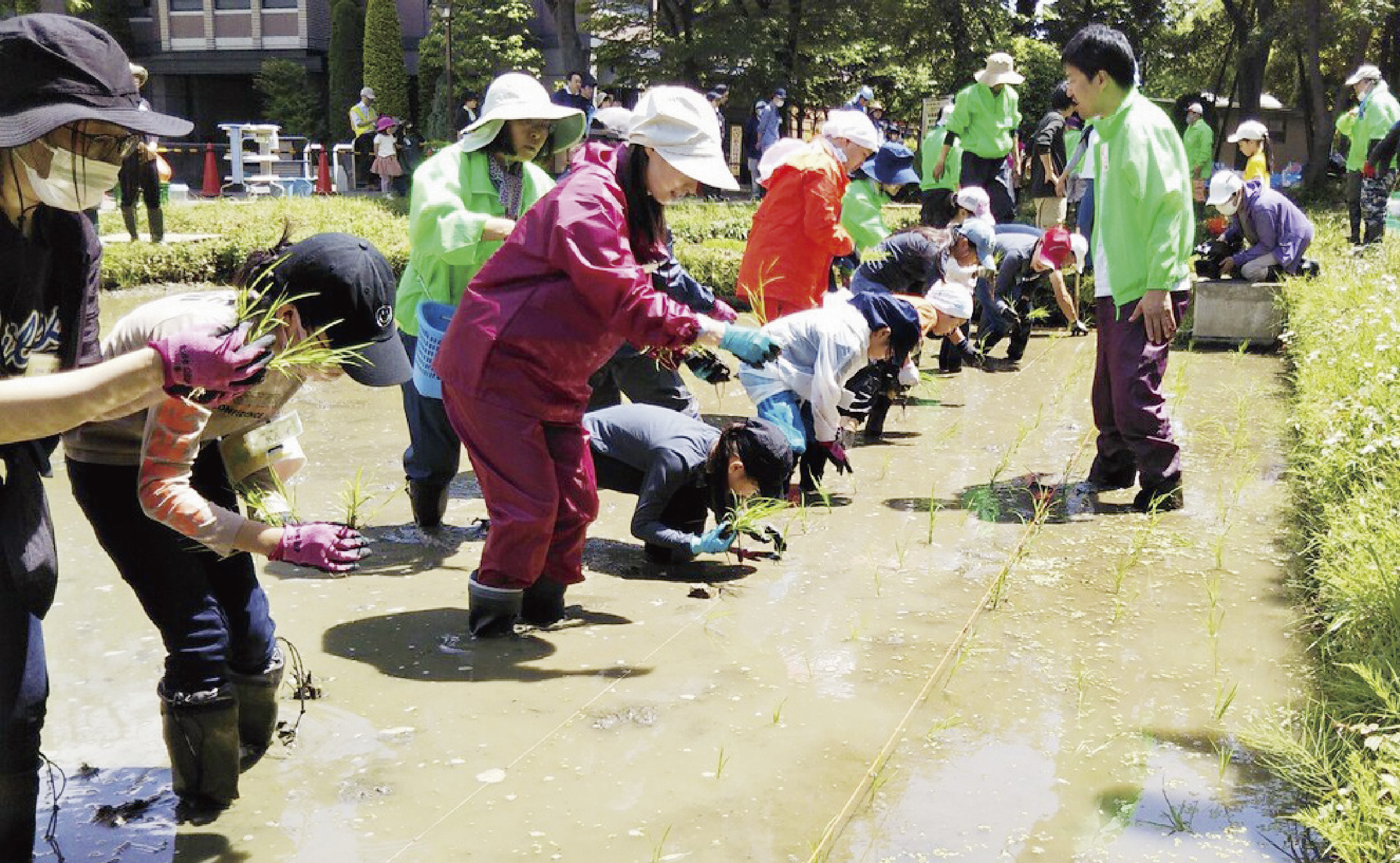 田んぼの学校