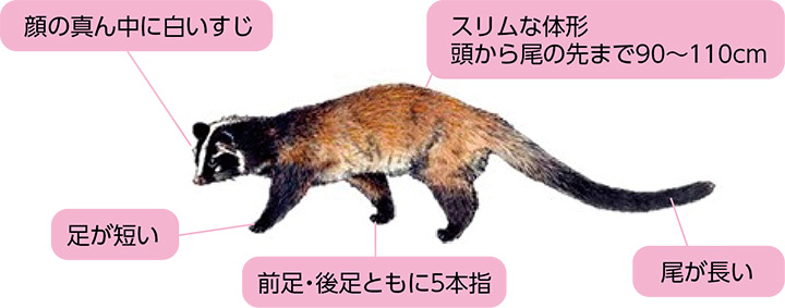 ハクビシンの特徴