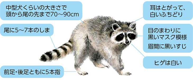アライグマの特徴
