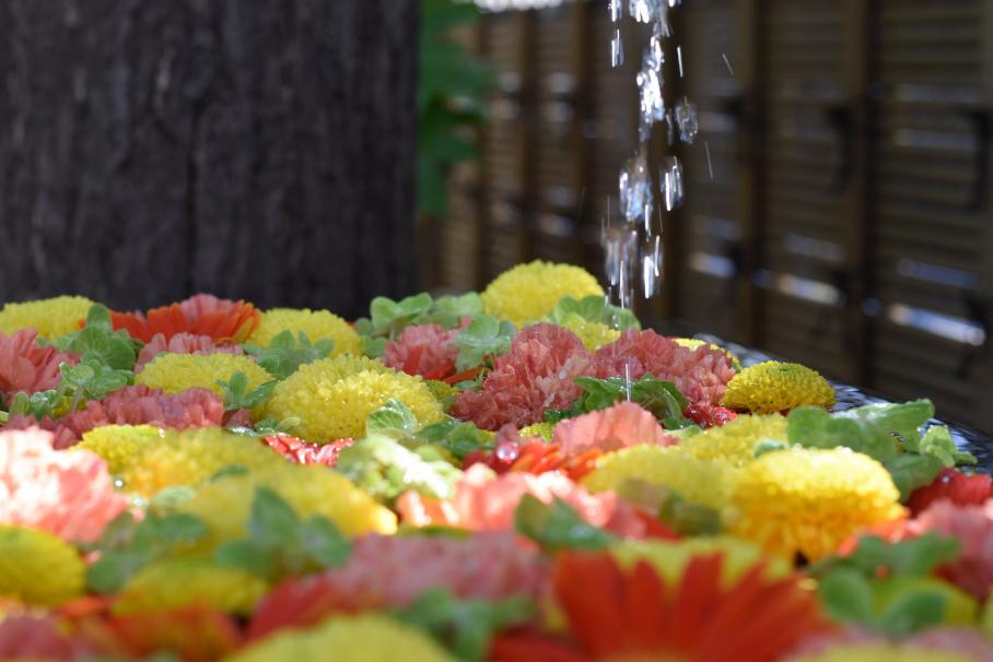黄色、オレンジ、黄緑の花が浮かぶ花手水に水が滴る写真
