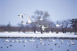 「白鳥の飛来地」瓢湖