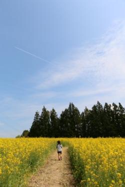 菜の花の小道を