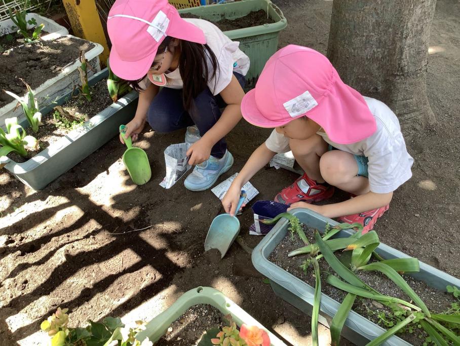 ヒマワリの種