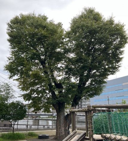 ハートの木の写真