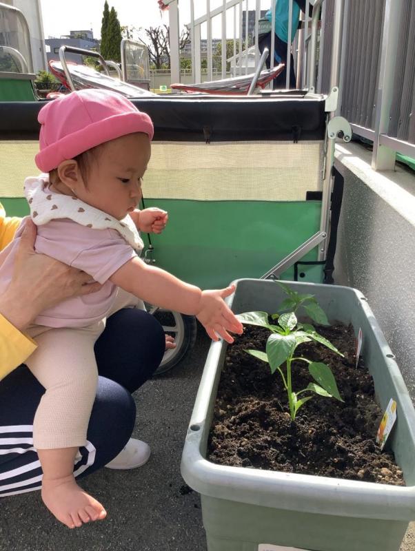 もも組苗植え