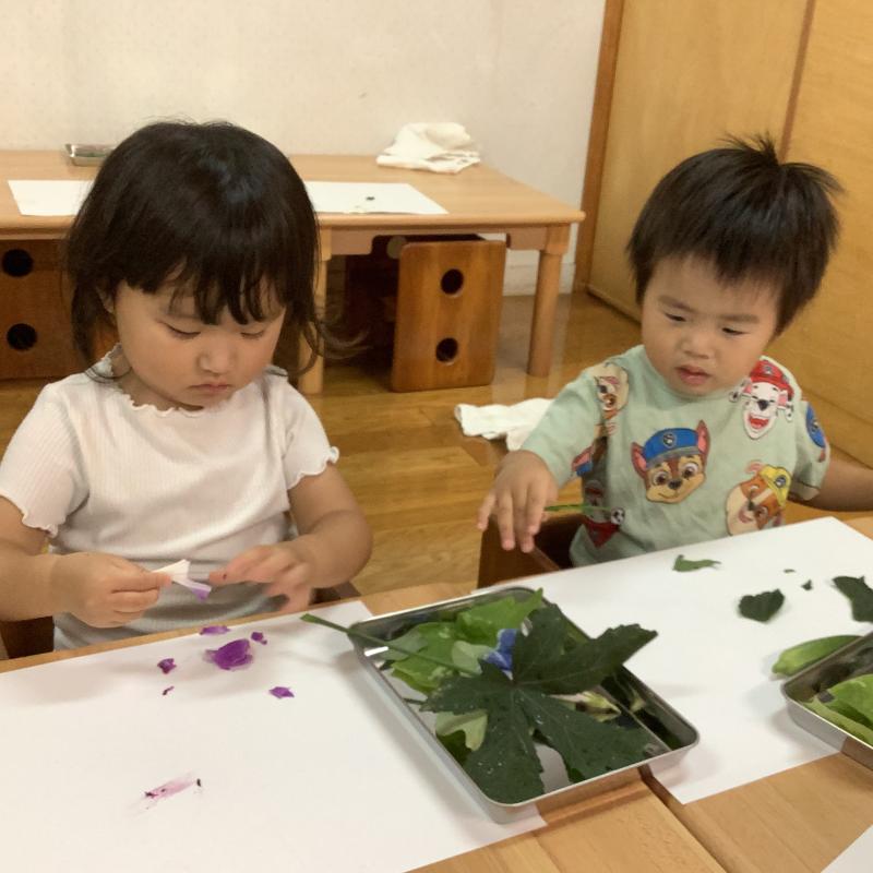 朝顔や葉っぱに触れているところ