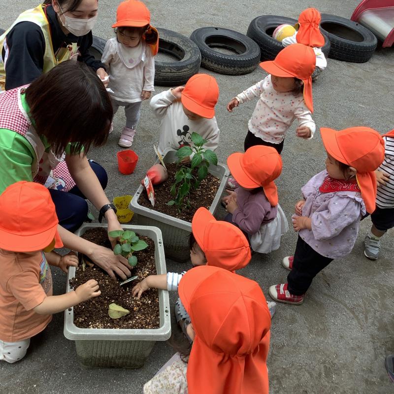 りすぐみ苗植え