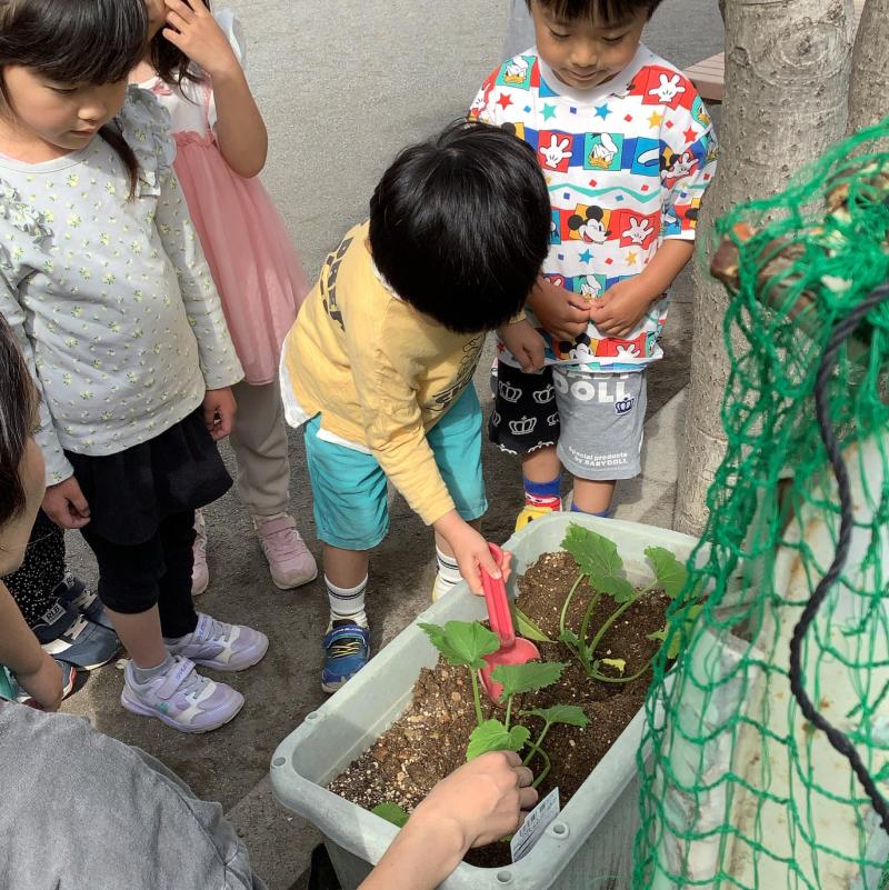 きりんぐみ苗植え