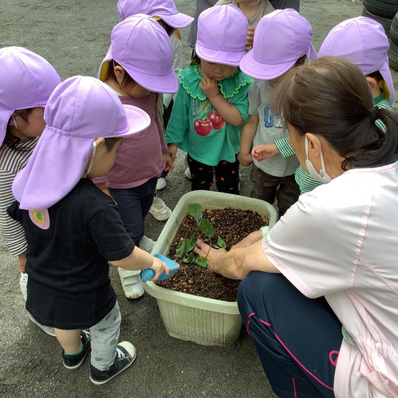うさぎぐみ苗植え