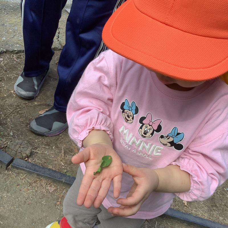 テントウムシを観察