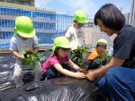 すみれ6月分