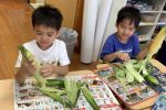 修正とうもろこし