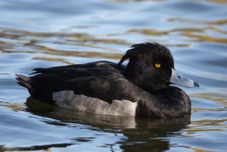 キンクロハジロ