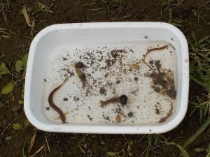 里山の生き物