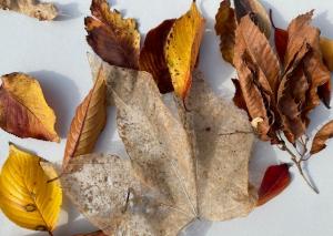 紅葉した落ち葉の観察をしよう