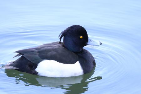 大人のためのバードウォッチング初級編 ～冬の渡り鳥を観察しよう～