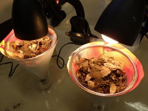 土の中の生き物をのぞいてみよう