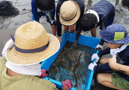 干潟の魚を観察しよう