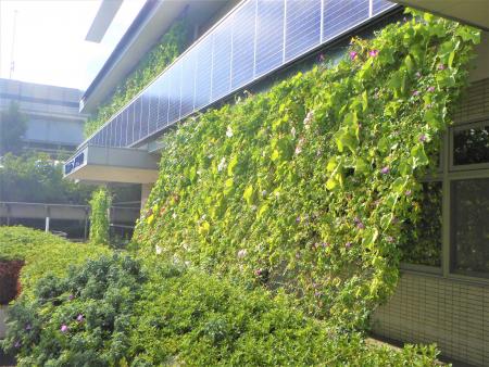 みどりのカーテン講習会