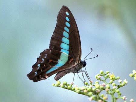 アオスジアゲハ