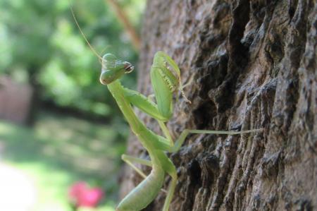 昆虫を探して観察しよう！親子で楽しむ夏休み