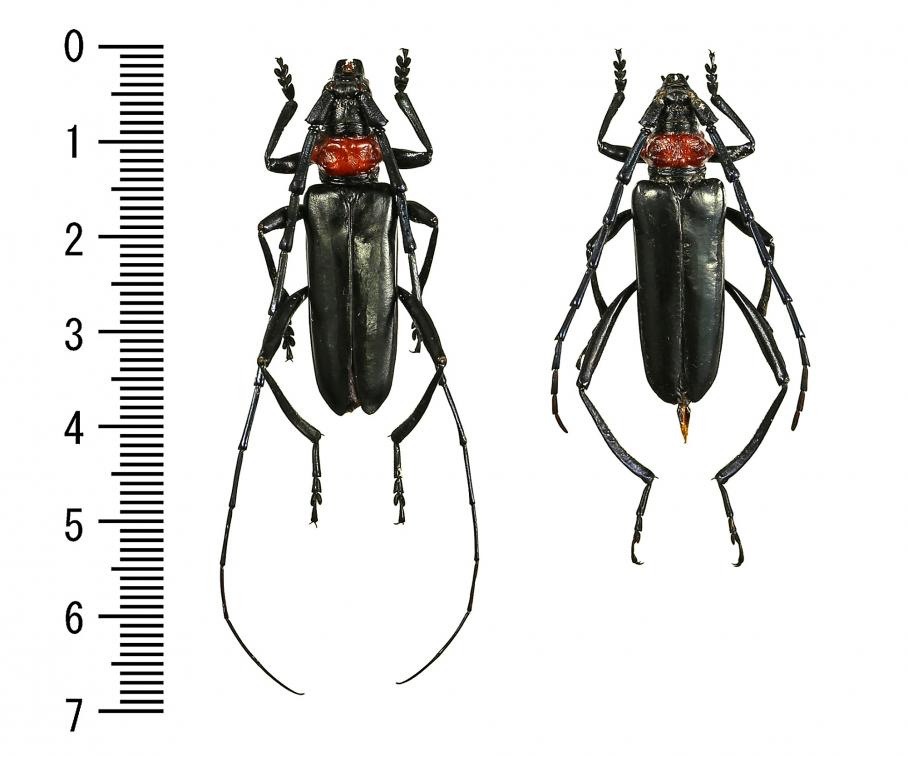 クビアカツヤカミキリにご注意ください 江東区