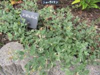 コンボルブルス