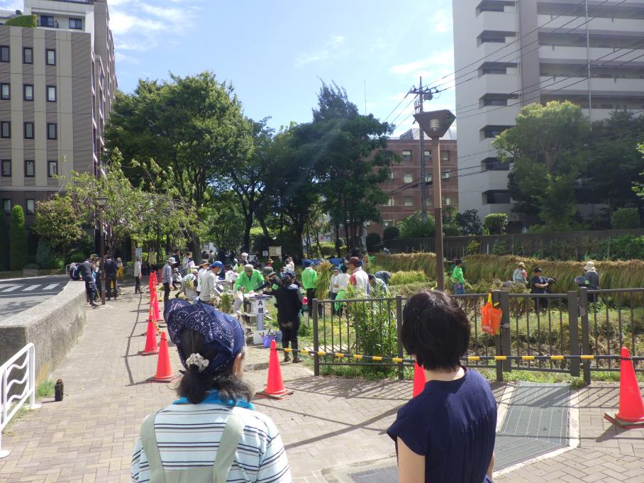 田んぼ視察