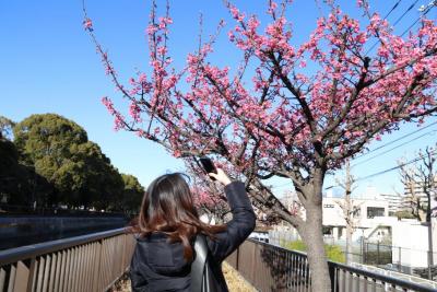 早咲きの桜を撮影している女性