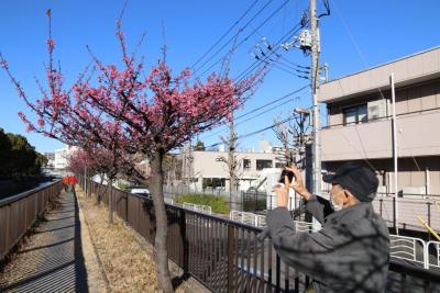 早咲きの桜を撮影している男性