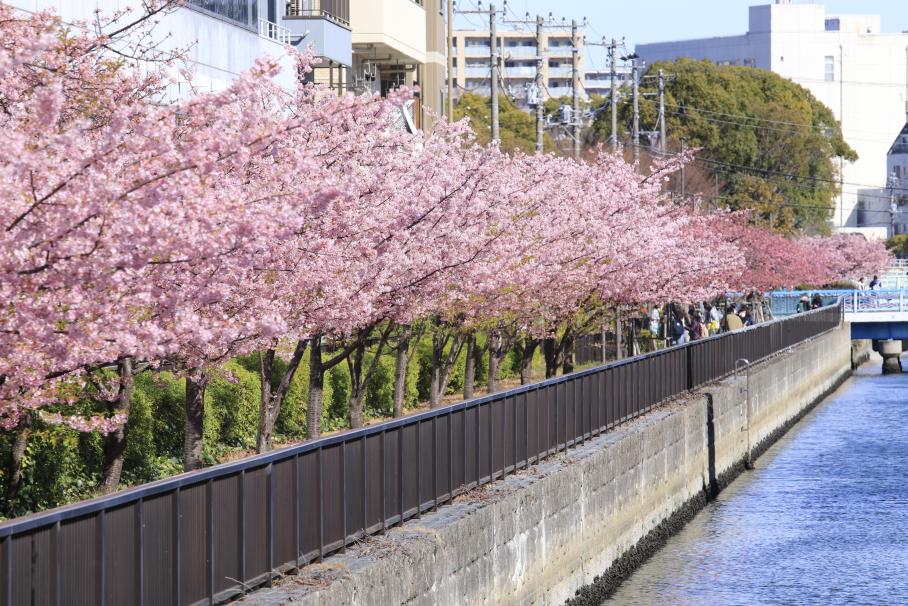 護岸に沿って整備された河津桜の桜並木。護岸の右に走る川に向かって薄い桃色の花々が咲き誇っている。