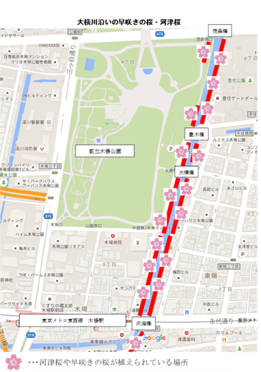 河津桜のマップ。地図に大横川が示されており、護岸に沿って植えられている場所に桜のマークが付されている。