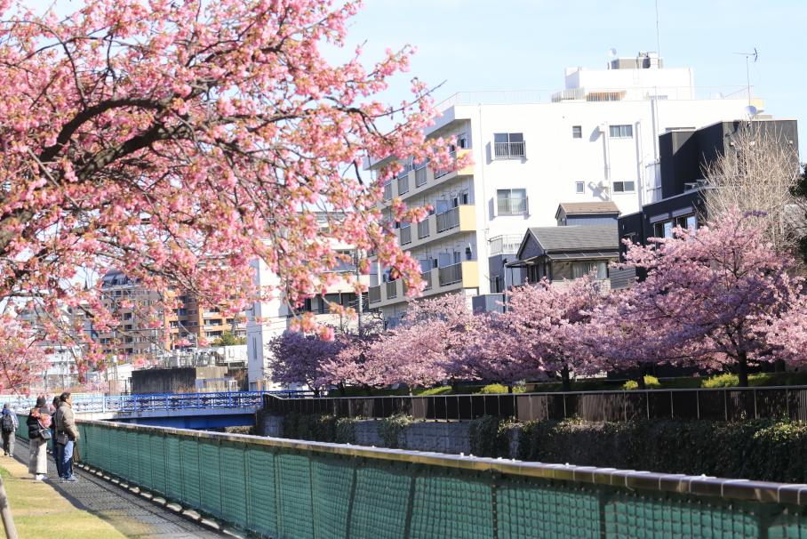 手前左側に早咲きの桜がうつり、奥には対岸の桜並木がうつる。数人の見物人が対岸の河津桜を見て楽しんでいる。