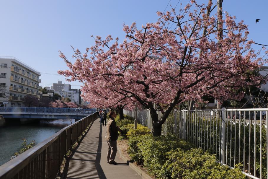 満開の河津桜の下にはカメラを構えた男性が立っている。左には川がうつり、奥には大横橋とがうつっている。