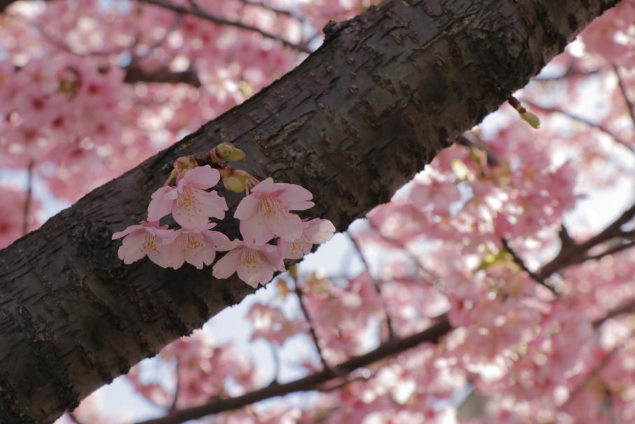 太い枝から咲いている4つの桜の花