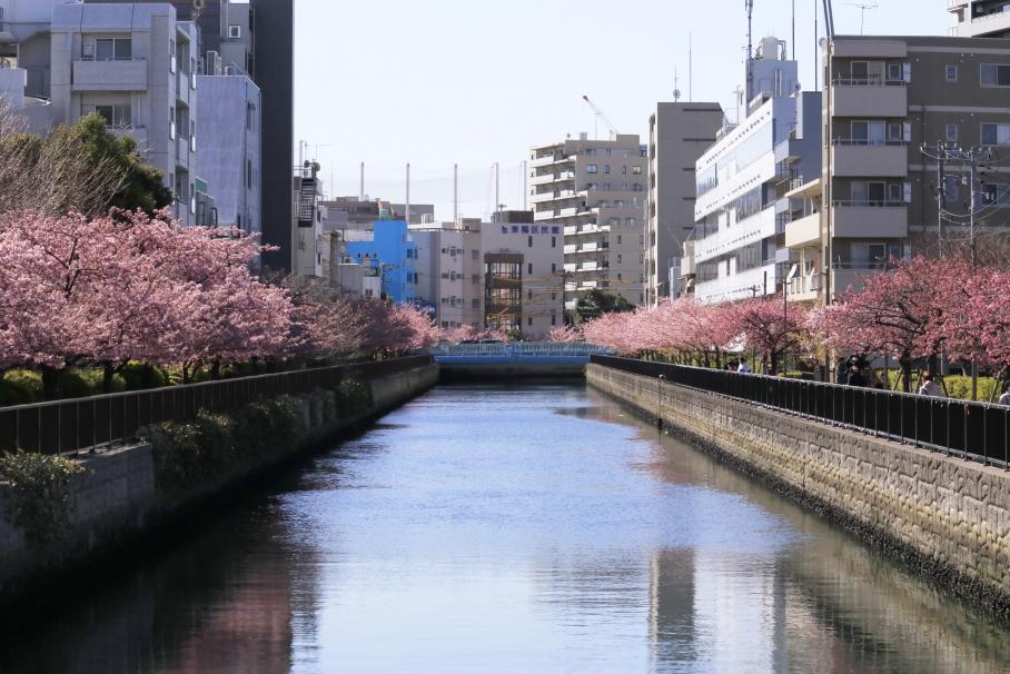 大横橋から沢海橋を撮影した写真。両岸に河津桜や早咲きの桜が咲き誇り、奥には水色の沢海橋がうつっている。