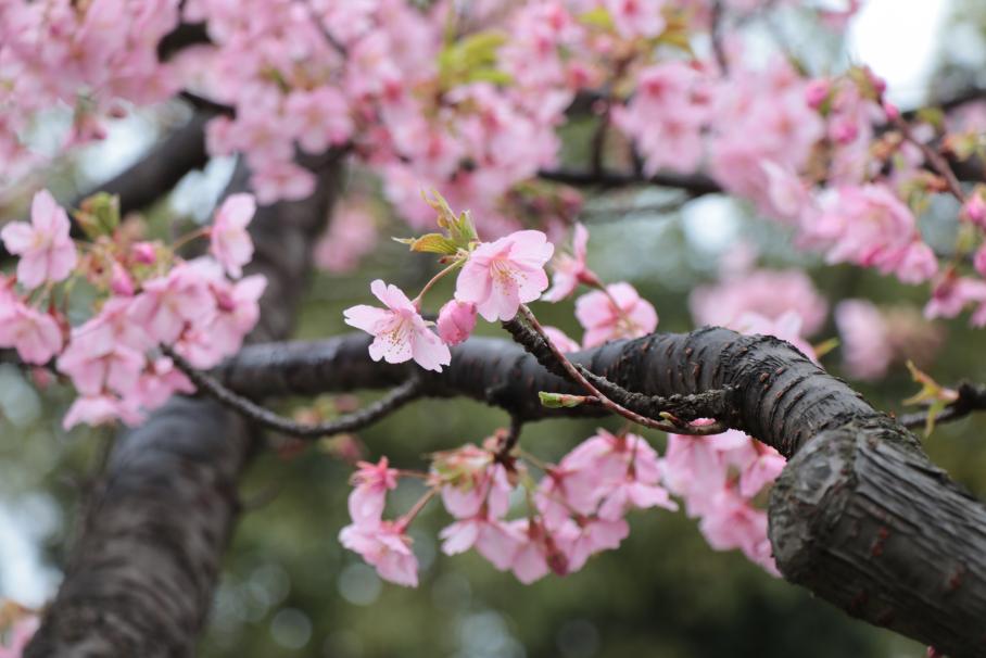 薄い桃色の5弁の花びらを身にまとった河津桜。黒に近いこげ茶の枝から小さな枝が何本も伸び、そこに多くの花々がついている。