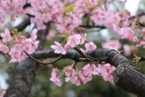 大横川沿いの河津桜が開花しました!