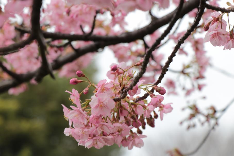 2本の小枝からふんわりと房状に花びらをまとう可憐な河津桜。舞妓のかんざしのような華やかさ。