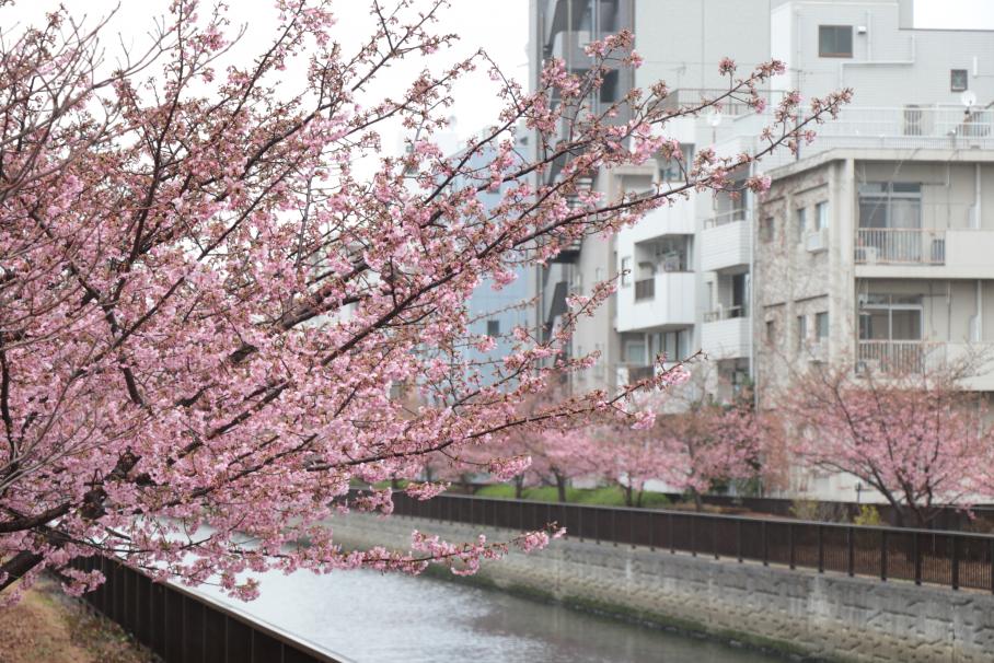 大横川の護岸に一直線に植えられた河津桜。手前左側に大きな河津桜の木がうつっており、奥には薄い桃色で彩られた護岸が見える。