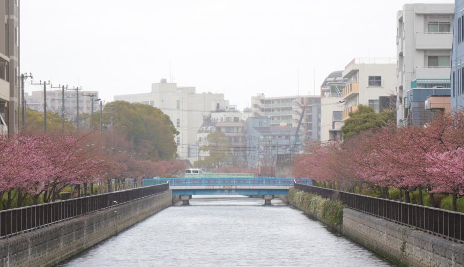 大横川の両側の護岸が、淡い桃色で染め上げられている。奥には水色の大横橋が見え、空はあいにくの曇天。